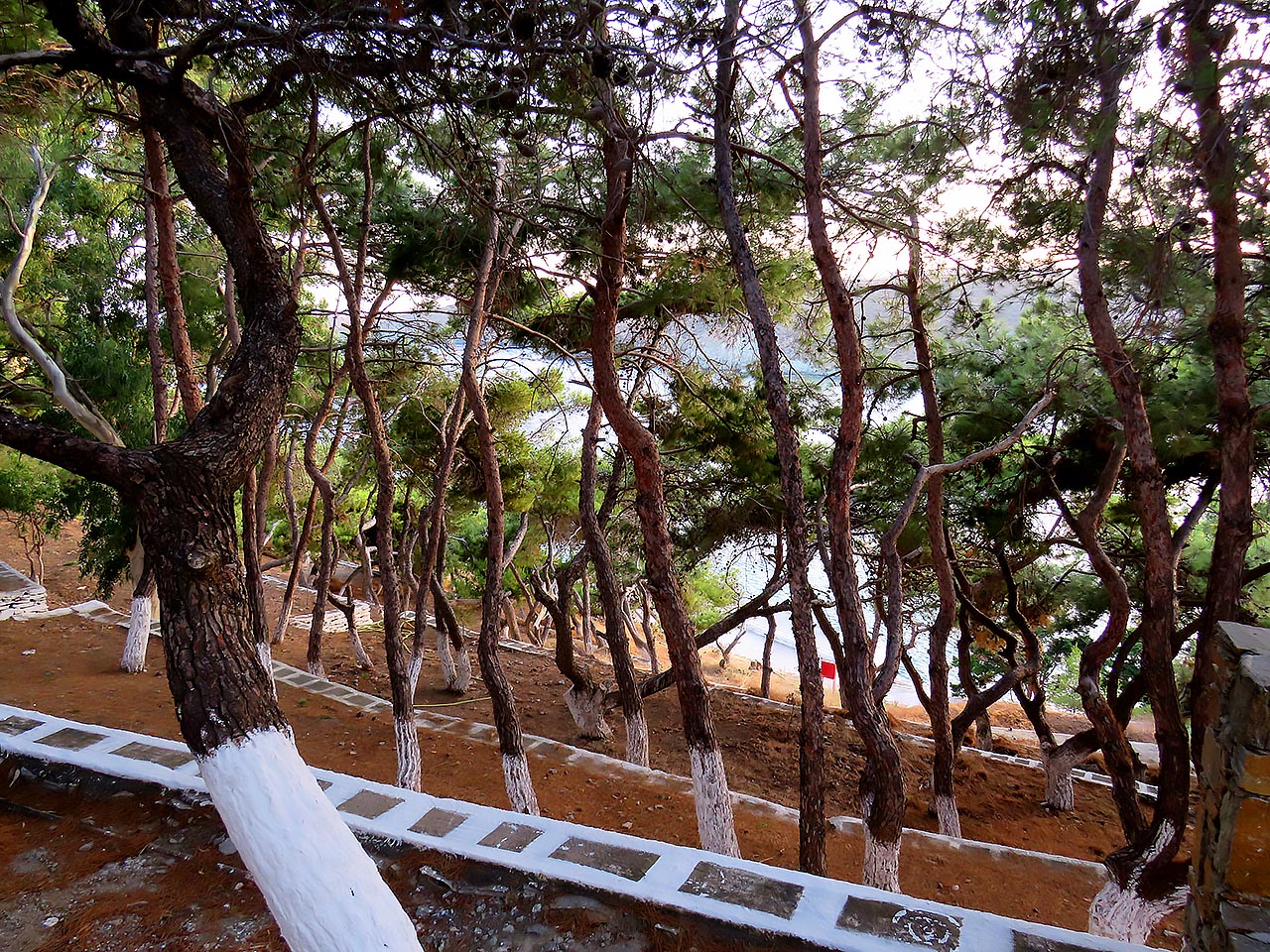 Pinetrees in Kanala, Kythnos