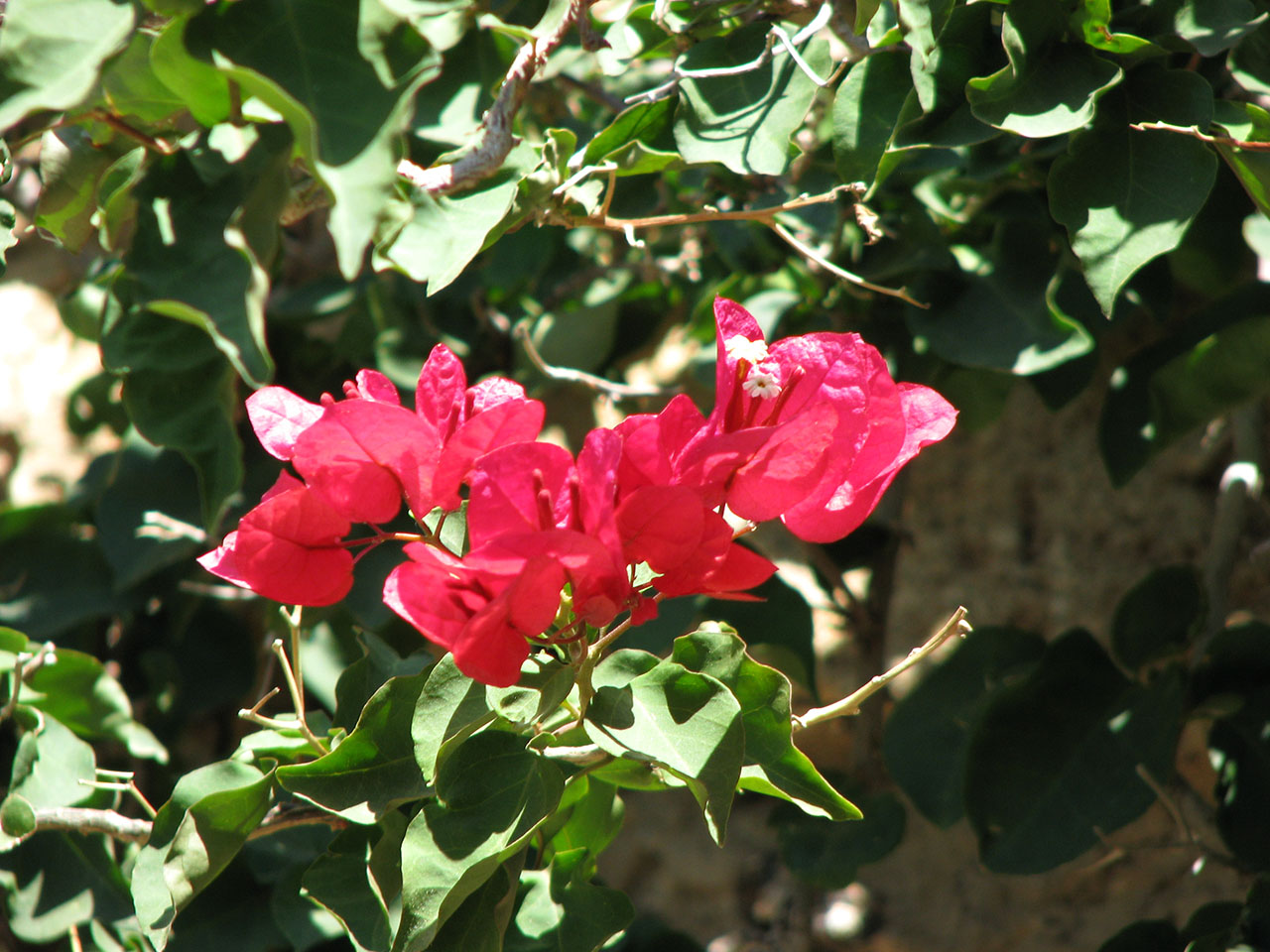 Flowers in a courtyard in Chora, Kythnos