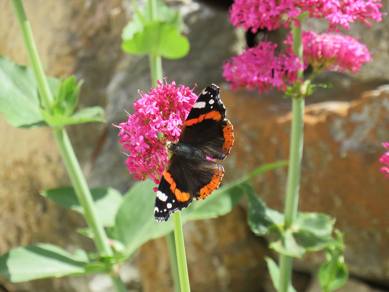 Butterfly on flowers in a courtyard in Kythnos