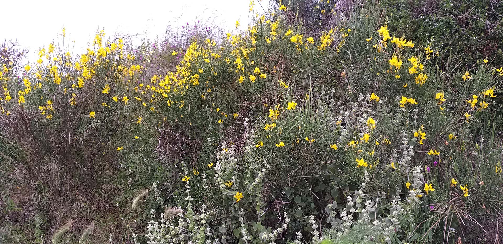 Herbs and colorful wild flowers in Kythnos
